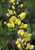 Baptisia 'Lemon Meringue'