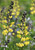 Baptisia 'Lemon Meringue'