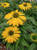 Echinacea 'Lemon Improved'
