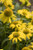 Echinacea 'Lemon Improved'