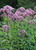 Eupatorium purpureum