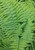 Fern - Hayscented
