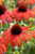 Echinacea 'Postman'