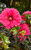 Hibiscus 'Watermelon Ruffles'