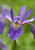 Iris 'Purple Flame'