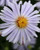 Aster 'Royal Opal'