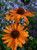 Echinacea 'Tiki Torch'