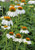 Echinacea 'PowWow White'