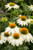 Echinacea 'PowWow White'