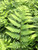 Fern 'Dixie Wood'