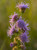 Liatris aspera