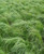Carex stricta