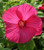 Hibiscus 'Disco Belle Red'