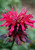 Monarda 'Raspberry Wine'
