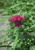 Monarda 'Raspberry Wine'