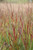 Panicum 'Cheyenne Sky'