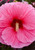 Hibiscus 'Edge of Night'