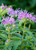 Monarda fistulosa
