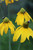 Rudbeckia 'Herbstonne'