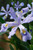 Iris 'Powder Blue Giant'