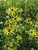 Rudbeckia missouriensis