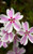 Phlox 'Candy Stripe'