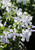 Phlox 'May Breeze'