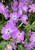 Phlox 'Morris Berd'