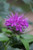 Monarda 'Blue Stocking'