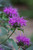 Monarda 'Blue Stocking'
