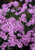Phlox 'Fort Hill'