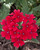 Verbena 'Homestead Red'