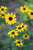 Rudbeckia fulgida