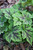 Tiarella 'Running Tapestry'
