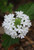 Verbena 'Snowflurry'