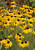 Rudbeckia 'American Gold Rush'
