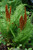 Fern - Cinnamon