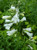 Penstemon digitalis