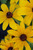 Rudbeckia 'Indian Summer'
