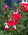 Salvia 'Hot Lips'