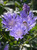 Stokesia 'Blue Danube'