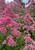 Eupatorium 'JoJo'
