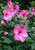Hibiscus 'Luna Rose'