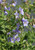 Polemonium reptans