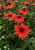 Echinacea 'Panama Red'