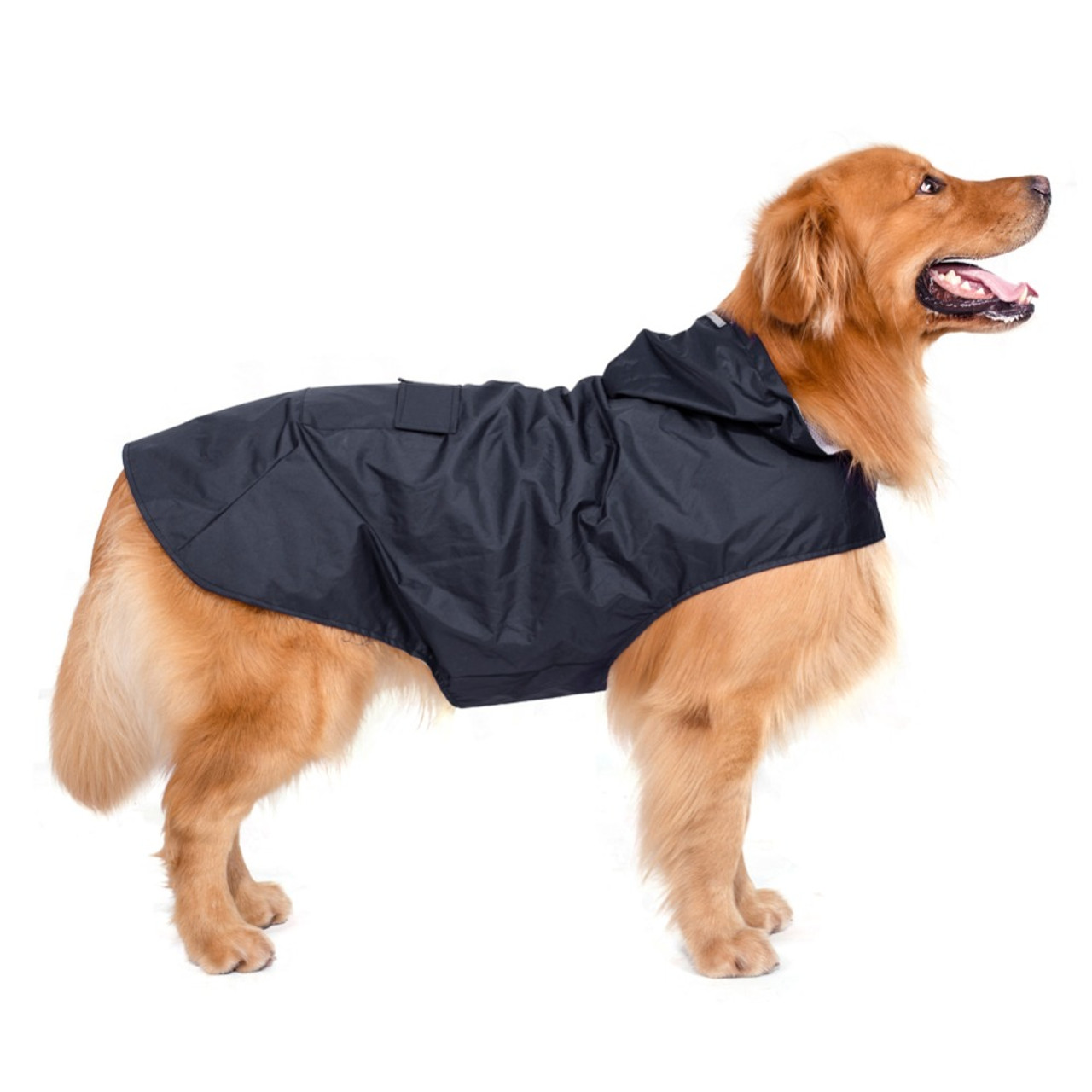 golden retriever clothing and accessories