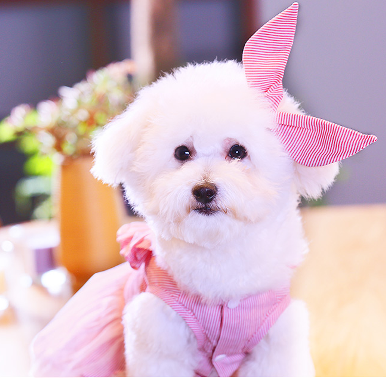 Dog Dress Summer Pet Clothes Female Dog Clothing Princess Skirt