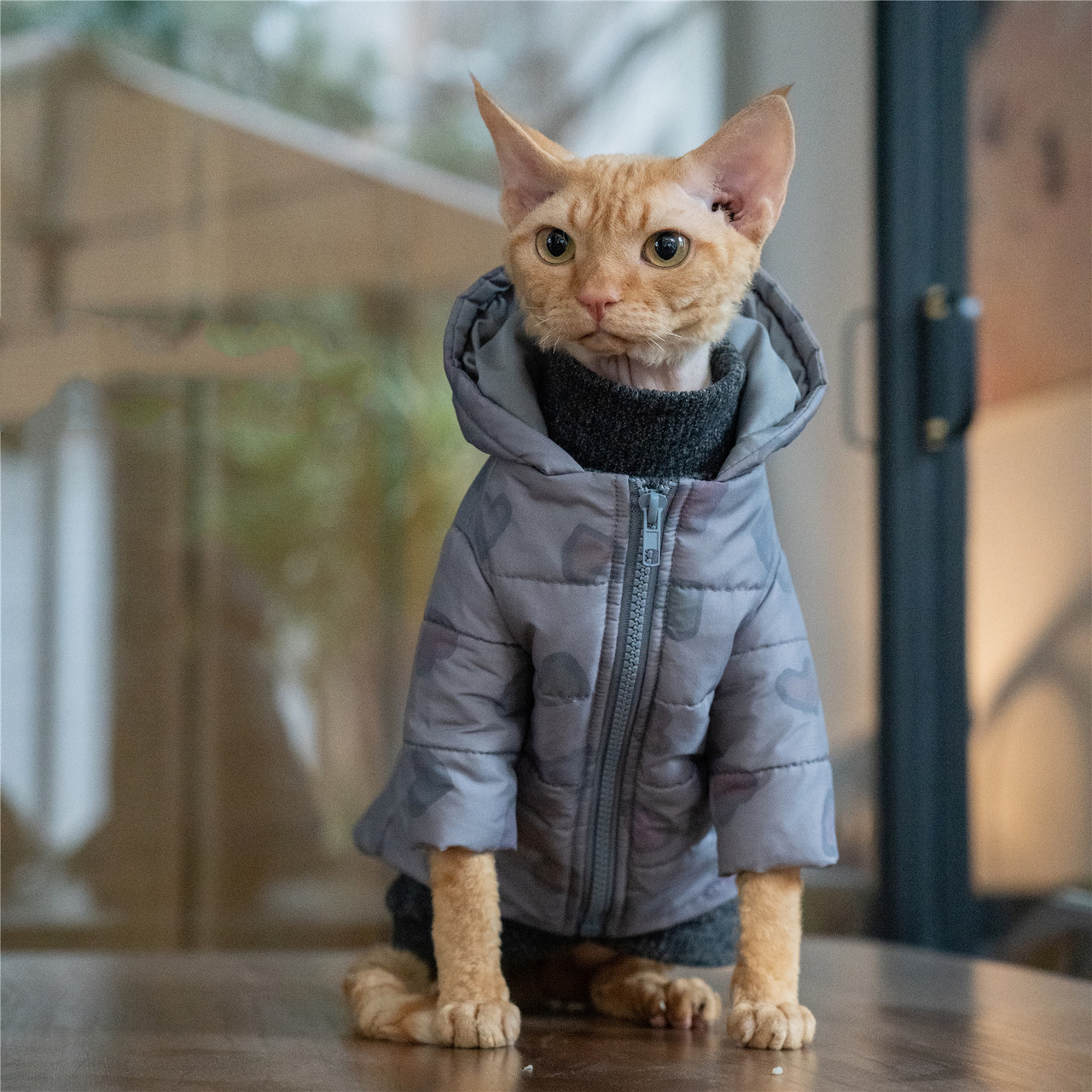 Cat Jacket 