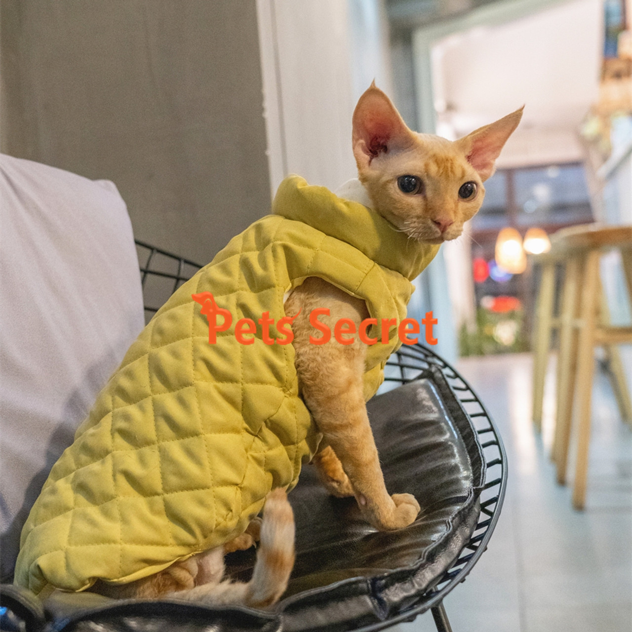  Sphynx Cat Clothes Winter Velvet Warm Soft Winter Jacket  Thickened Hairless Cat Coat for Sphynx, Cornish Rex, Devon Rex, Peterbald  Cat Clothes (Under Sweater, XL) : Pet Supplies