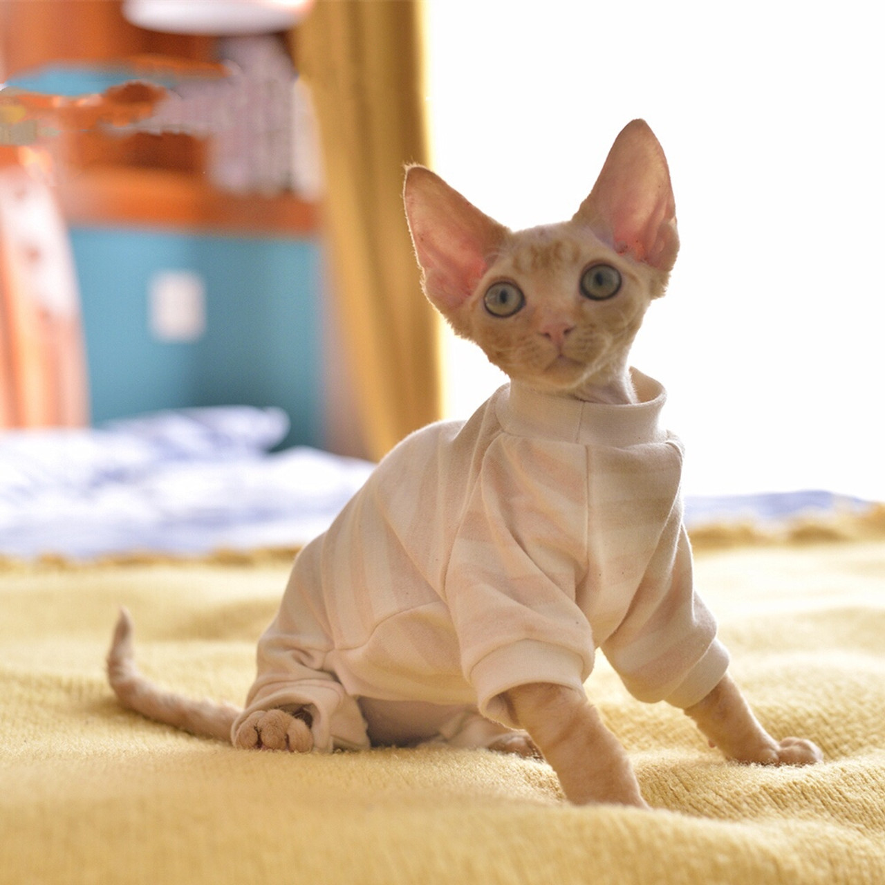 Sphynx Cat Clothes Four Legs